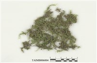 藏品(反葉粗蔓苔)的圖片